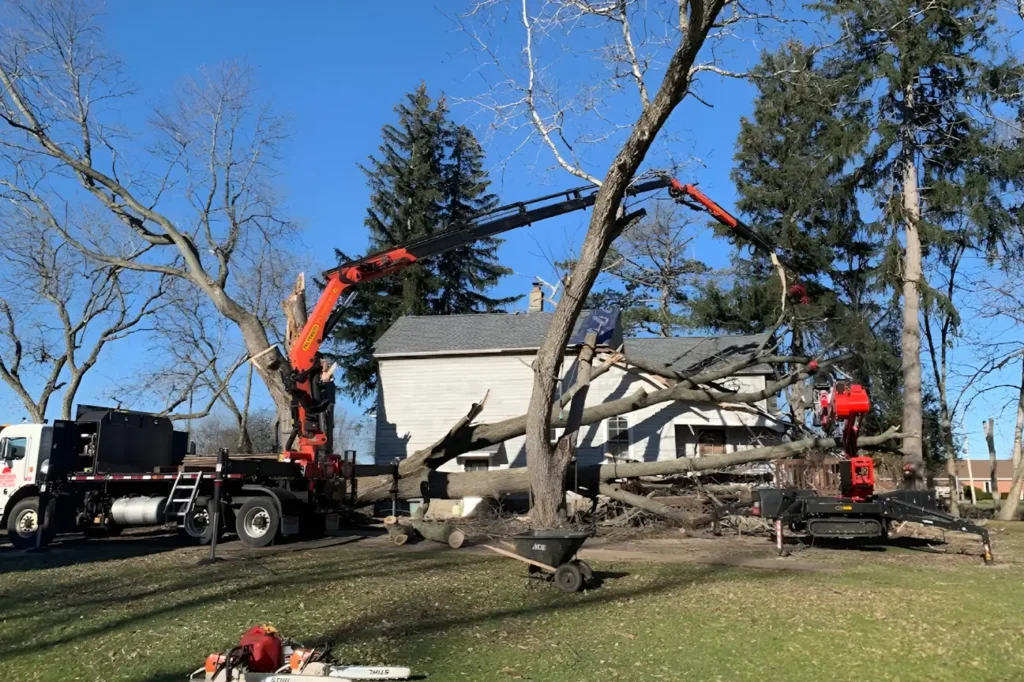 At Tree Felling Auckland our awards showcase dependable emergency tree services available when safety matters most.