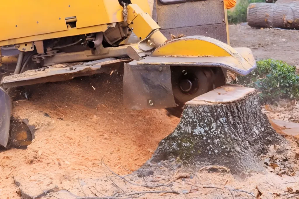 At Tree Felling Auckland our awards reinforce the reliability of our professional stump grinding services.