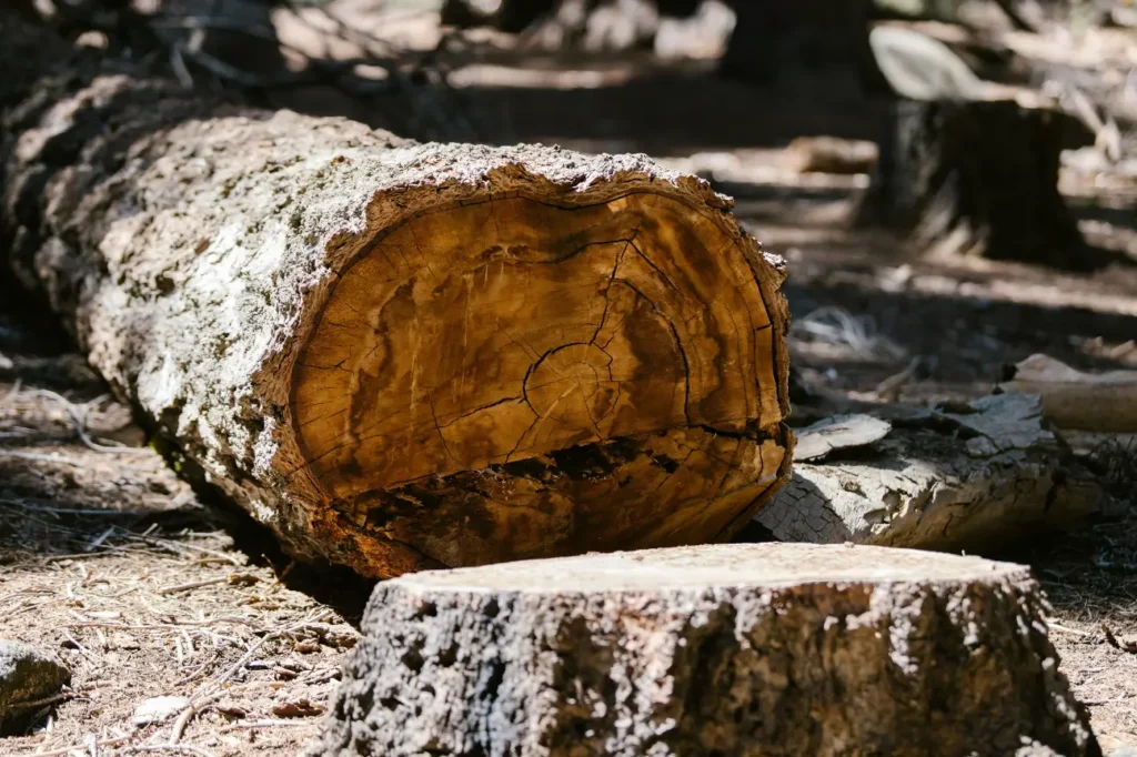 At Tree Felling Auckland our team is recognised as the best tree felling company for all tree care needs.