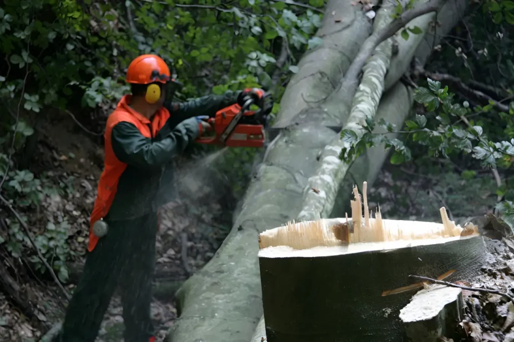 At Tree Felling Auckland our trusted specialists deliver safe and reliable tree felling services homeowners rely on.