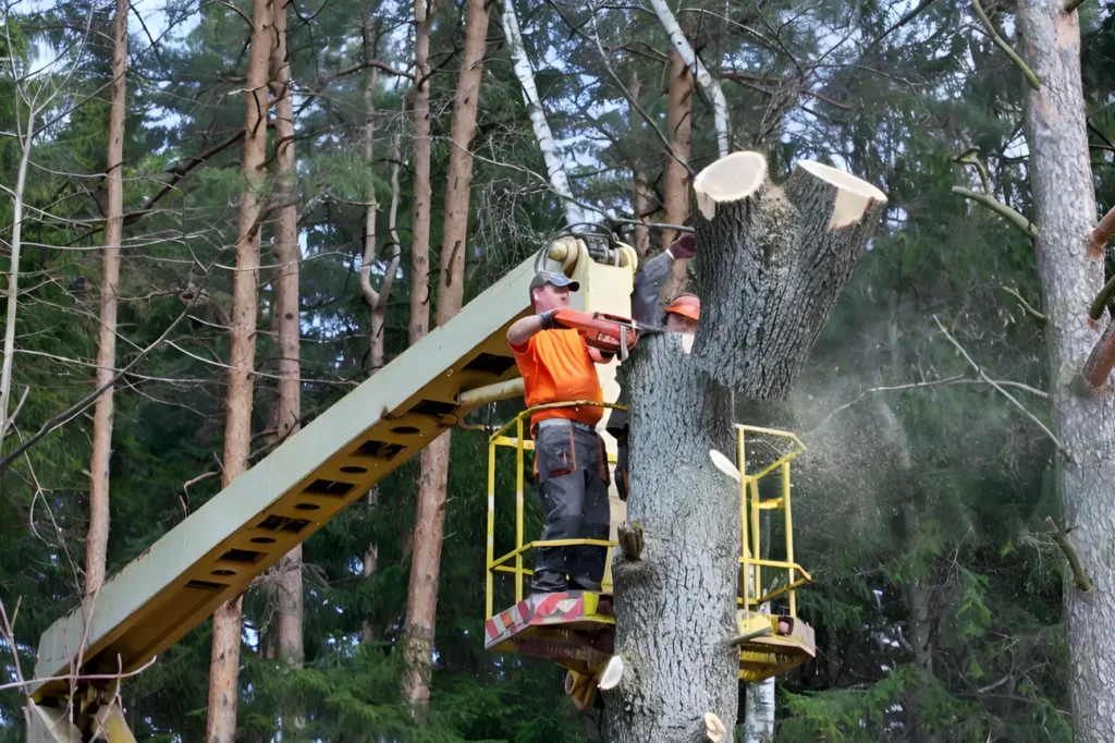 At Tree Pruning Auckland our team is known as a leading choice for the best pruning company in Auckland.