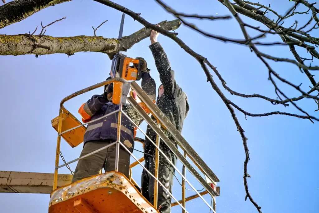 At Tree Pruning Auckland our page welcomes you with simple guidance on trusted pruning and tree care services.