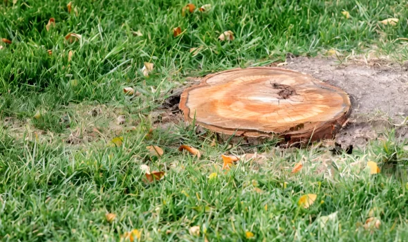 Stump Grinding Auckland Professional Tree Stump Grinding At Stump Grinding Auckland our team delivers professional tree stump grinding with precision.