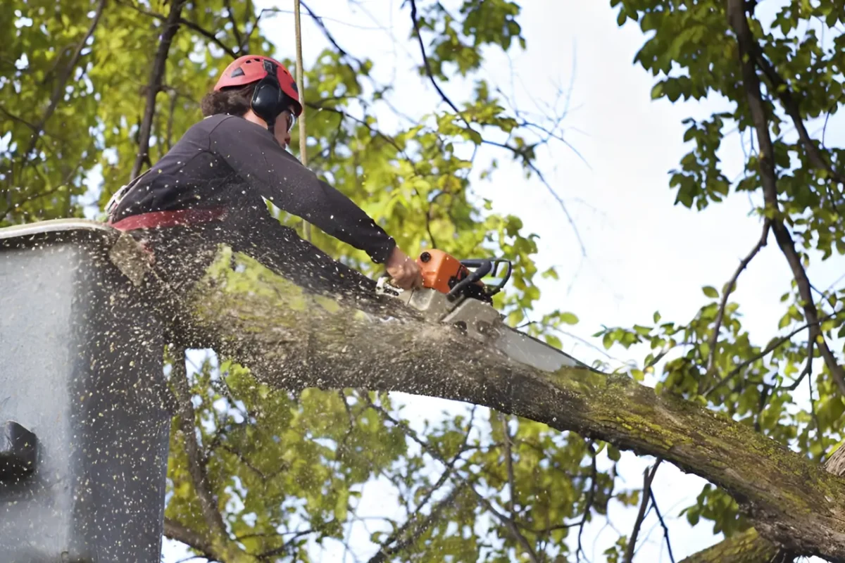 At Tree Felling Auckland our About Us message highlights our advanced equipment and safe tree care methods.