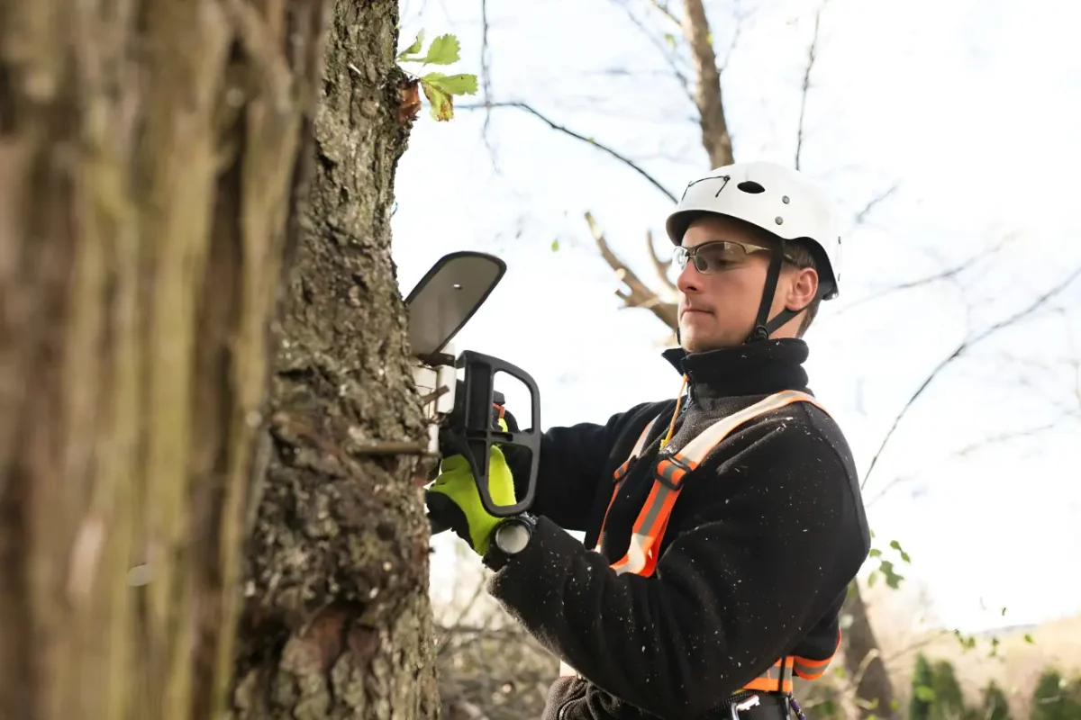 At Tree Felling Auckland our About Us story reflects our commitment to sustainable tree care.
