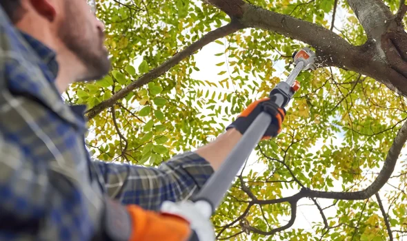 Tree Pruning Auckland Full Support For Every Tree Problem At Tree Pruning Auckland we offer full support for any tree problem you face.