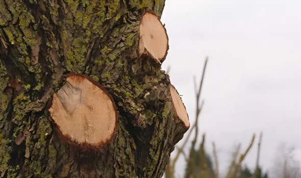 Tree Pruning Auckland Skilled Arborists You Can Trust At Tree Pruning Auckland our skilled arborists deliver trusted pruning and care.