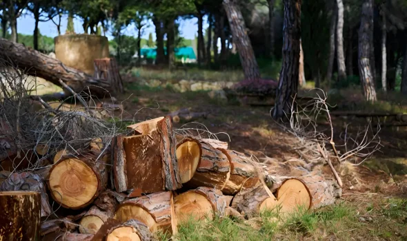 At Tree Removal Auckland we offer fast help for urgent tree problems.