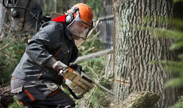 At Tree Removal Auckland we deliver professional work from a qualified and experienced team.