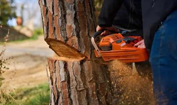 At Tree Removal Auckland we provide reliable tree services and care you can trust.